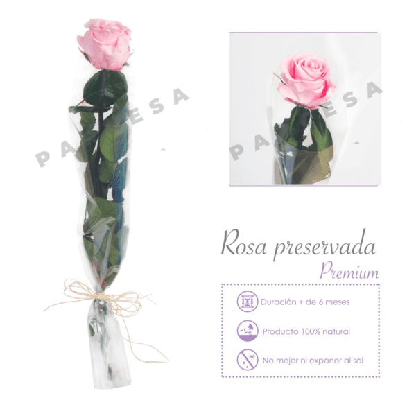 Flor del Recuerdo preservada. Rosa rosa | TIENDA PARCESA